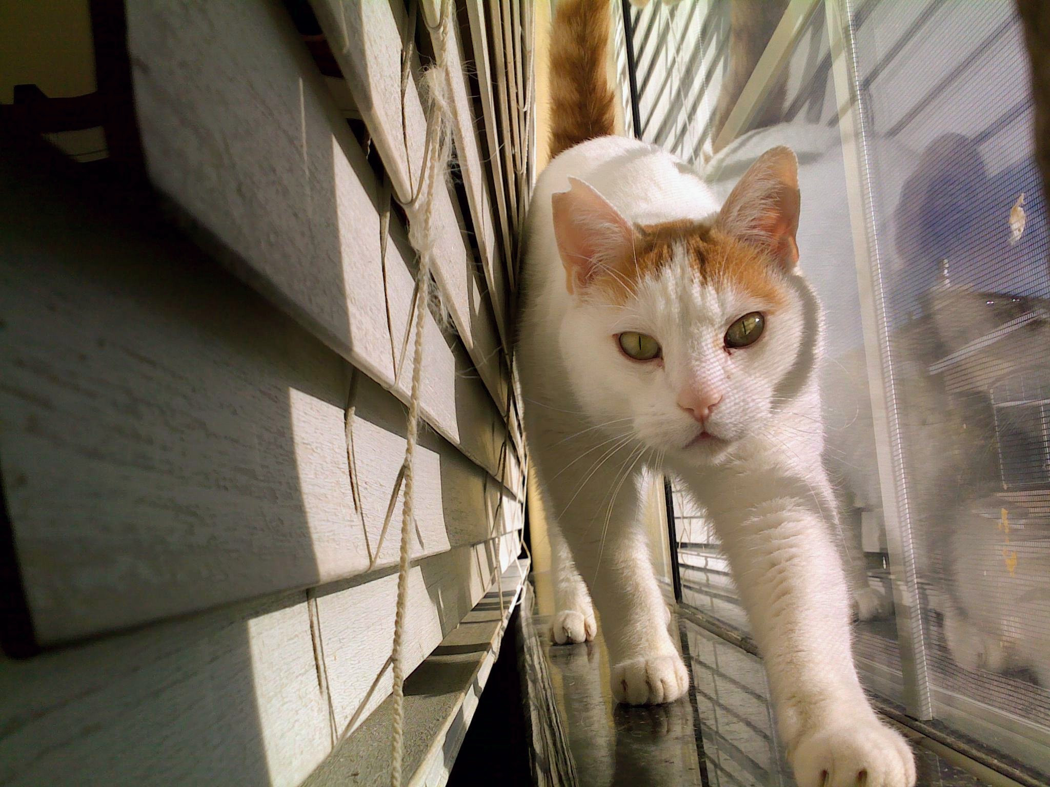 Moby walking along a sunlit windowsill between the blinds and screen.