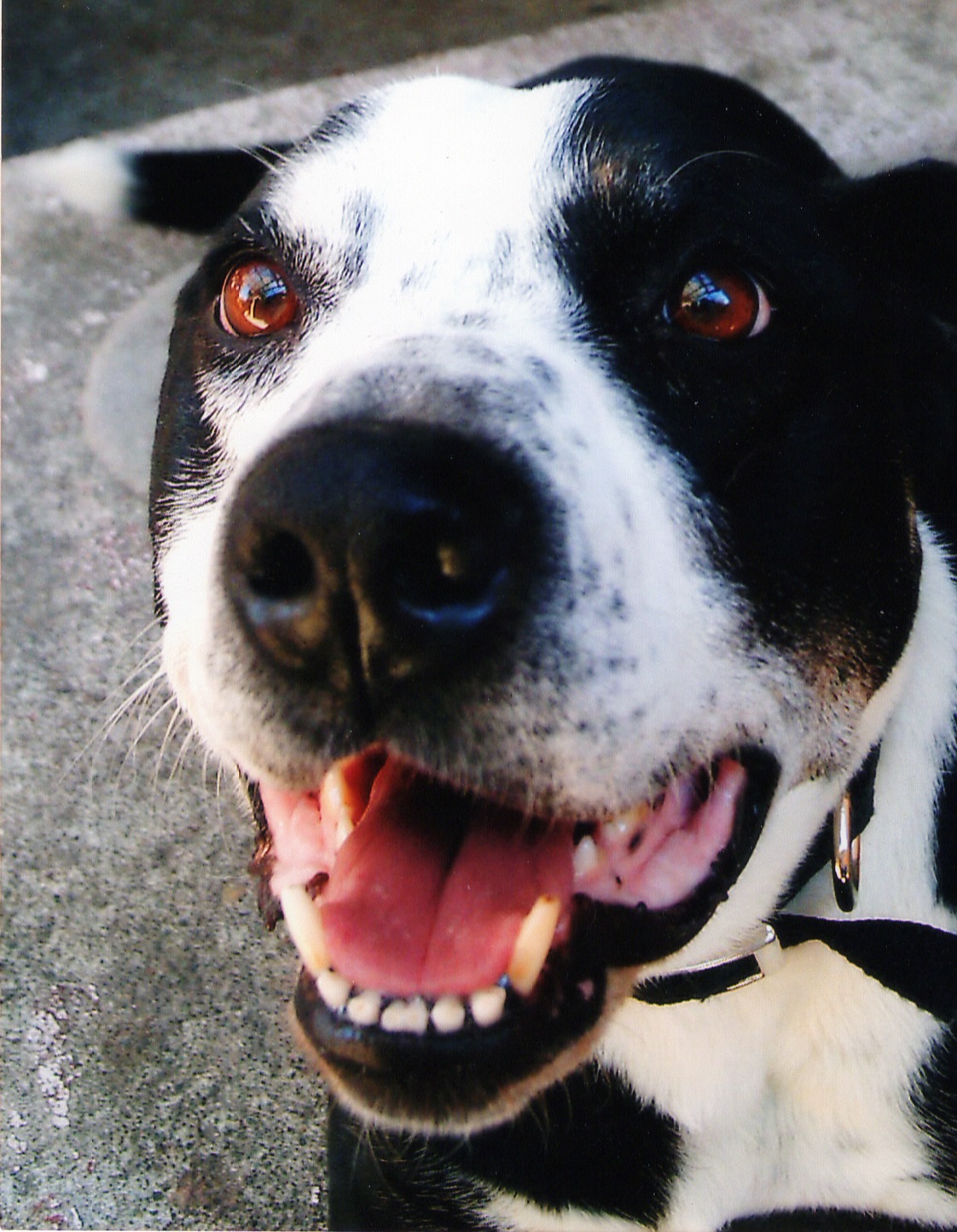 Odie, a happy black and white dog with sideways ears and a pink tongue.