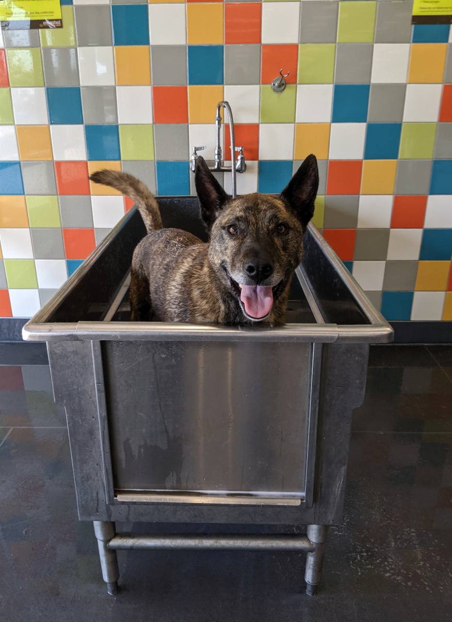 Sudo, a happy brindle dog with pointed ears and a pink tongue, standing in a dog bath.